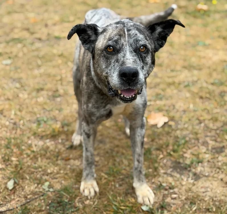 Gandja, female senior Mixed Breed for adoption at SPA Compiègne, Compiègne