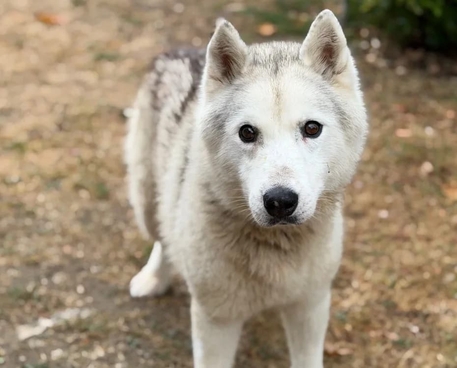 Naika, female senior Husky for adoption at SPA Compiègne, Compiègne