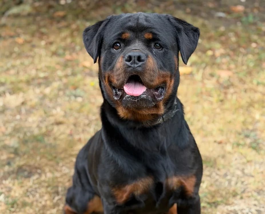 Nikita, female young Rottweiler for adoption at SPA Compiègne, Compiègne