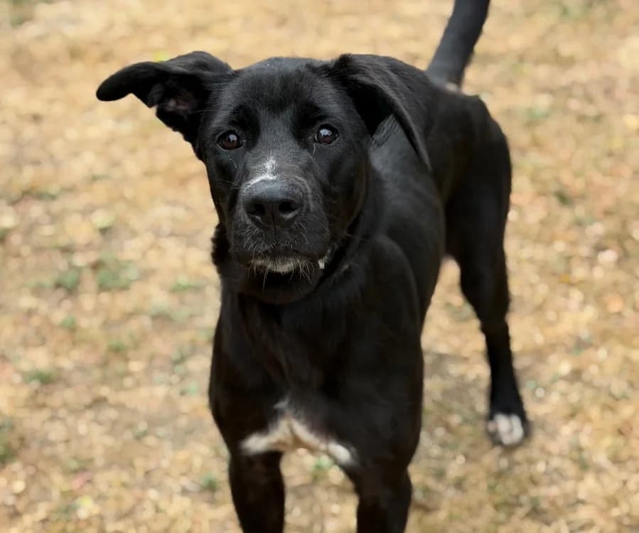 Roxane, Mixed Breed (SPA Compiègne)