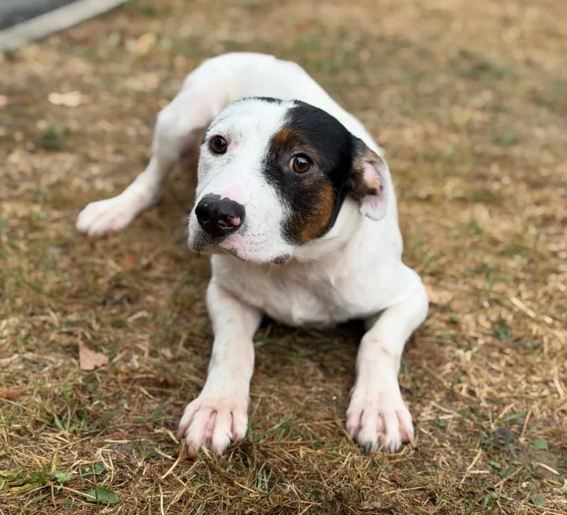 Gemini, Jack Russell Terrier (SPA Compiègne)