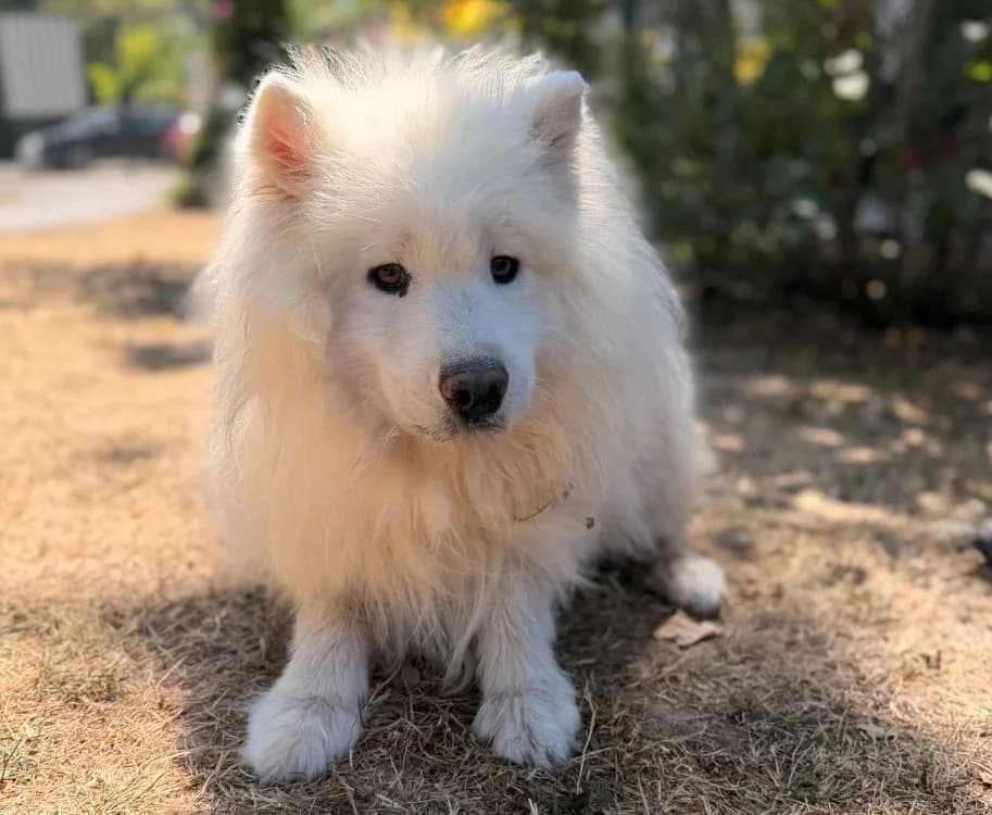 Samy, male 4yo Samoyed for adoption at SPA Compiègne, Compiègne