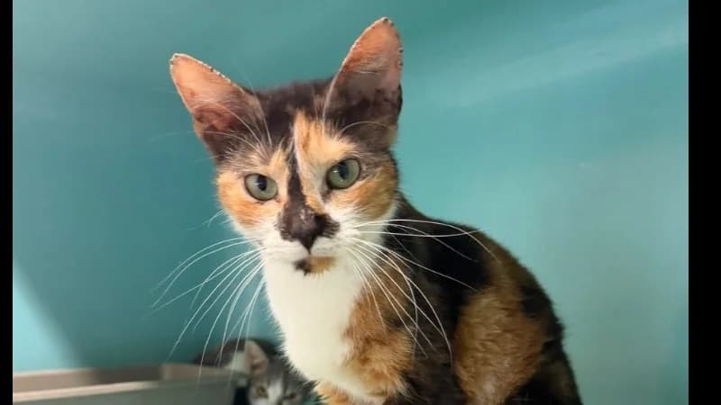 Oria, female 6yo Mixed Breed for adoption at SPA Compiègne, Compiègne