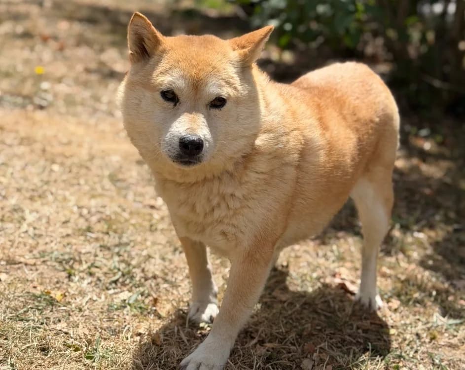 Jane, female 7yo Shiba Inu for adoption at SPA Compiègne, Compiègne