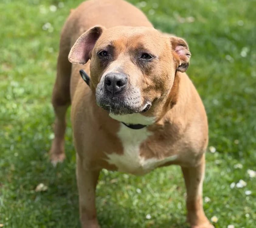 Vilda, female 6yo mixed breed for adoption at SPA Compiègne, Compiègne