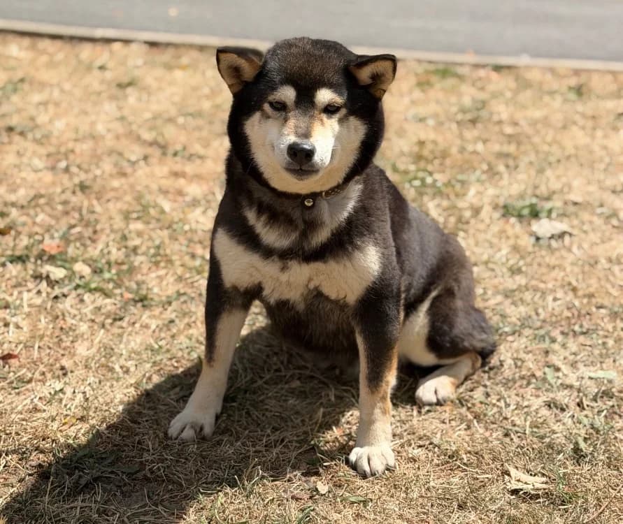 Josy, female 7yo Shiba Inu for adoption at SPA Compiègne, Compiègne