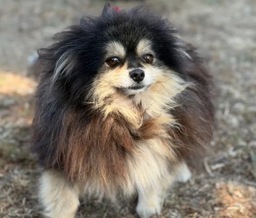 Pamela, female 6yo mixed breed for adoption at SPA Compiègne, Compiègne