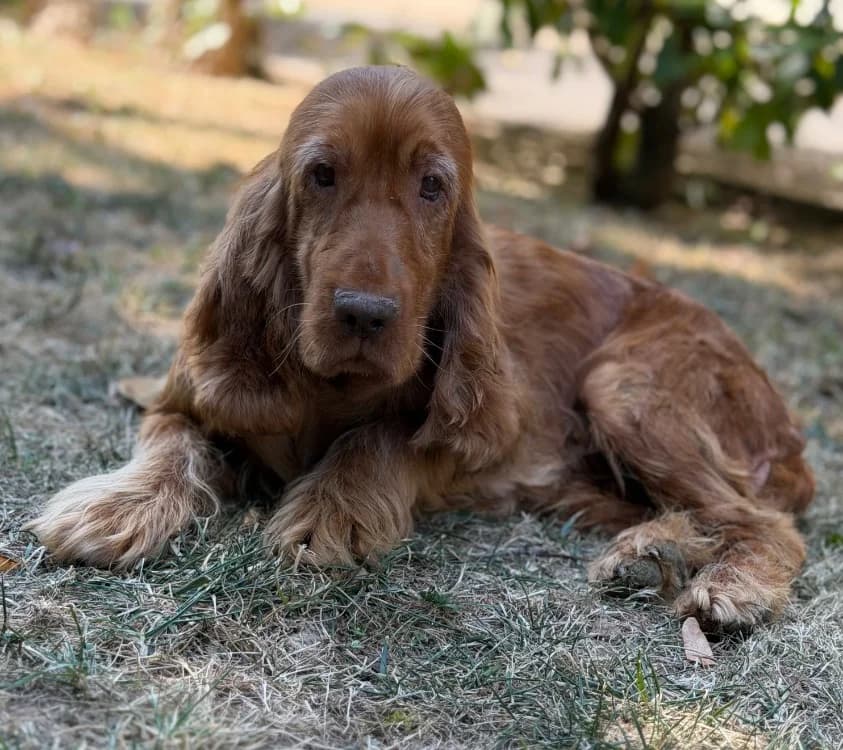 Tagliatelle, female 3yo Cocker Spaniel for adoption at SPA Compiègne, Compiègne