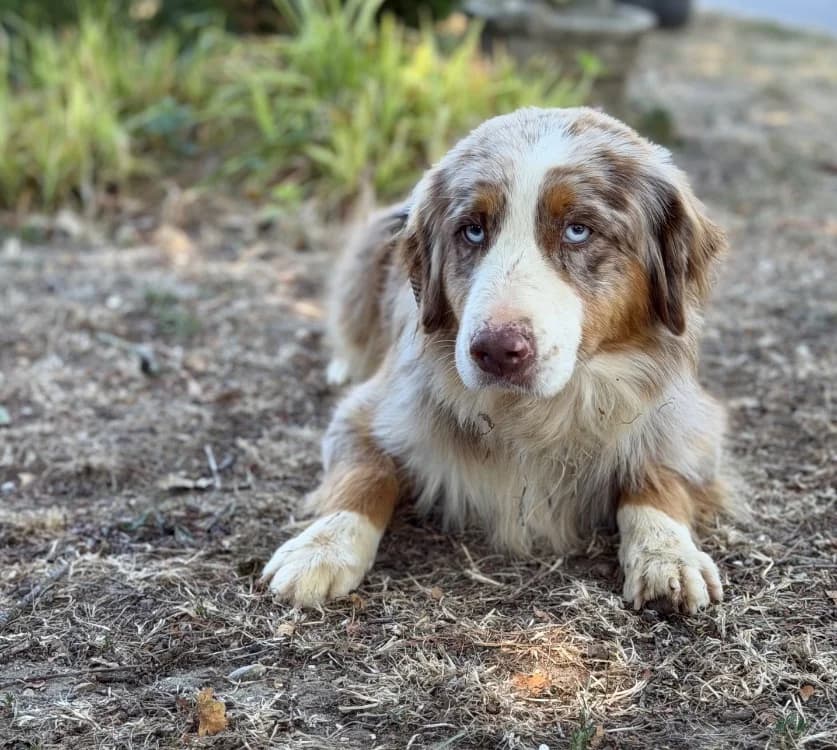 Shadow, female 4yo Australian Shepherd for adoption at SPA Compiègne, Compiègne