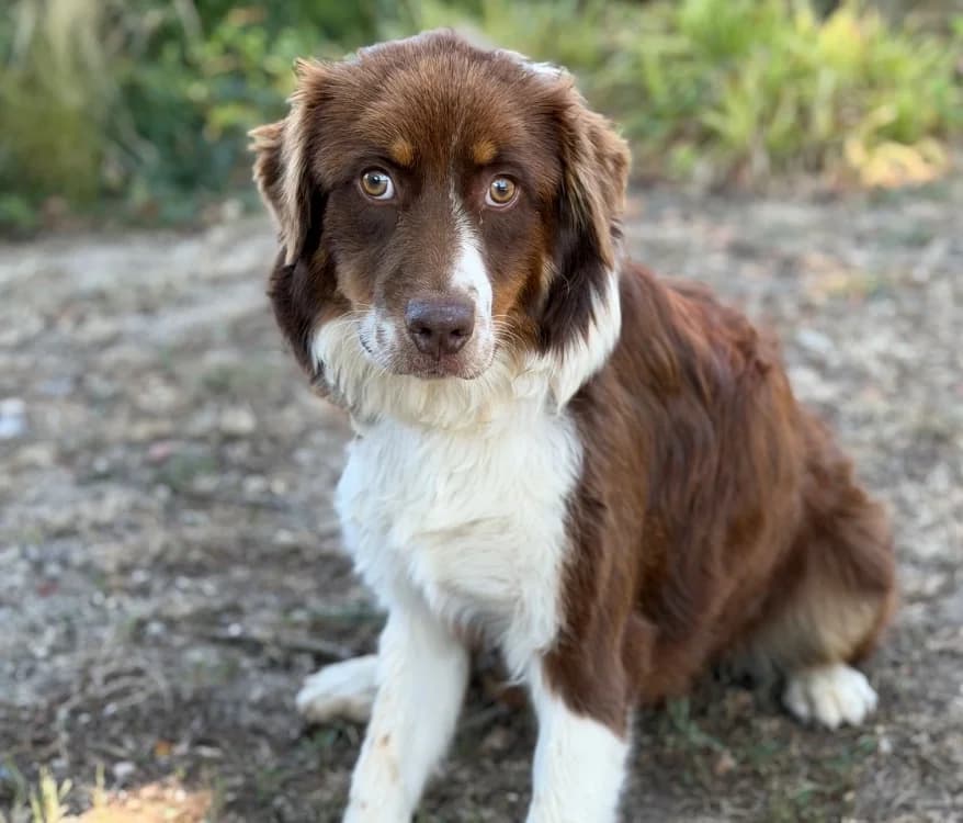 Lisa, female Australian Shepherd for adoption at SPA Compiègne, Compiègne
