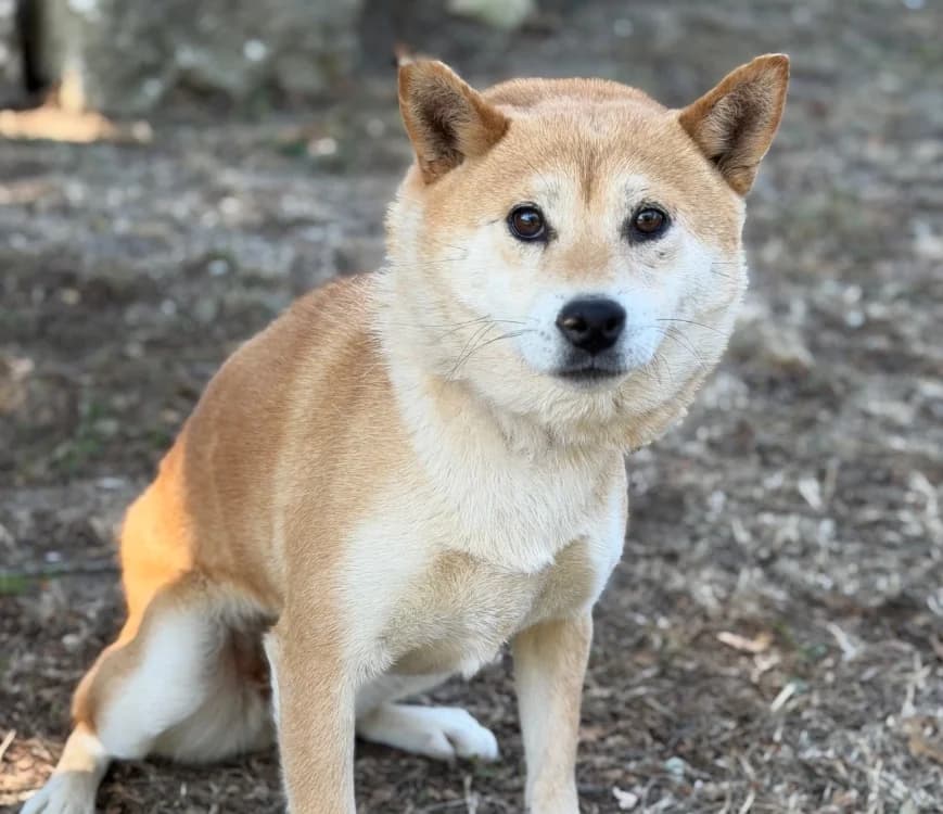 Tais, female 4yo Shiba Inu for adoption at SPA Compiègne, Compiègne