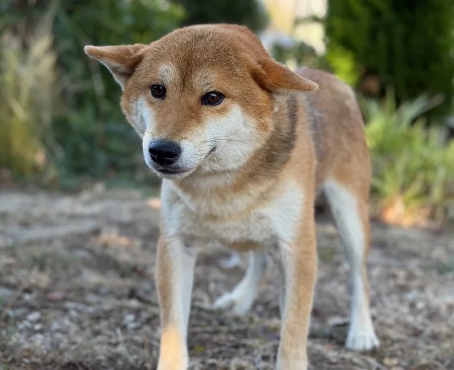Sesame, male 4yo Shiba Inu for adoption at SPA Compiègne, Compiègne