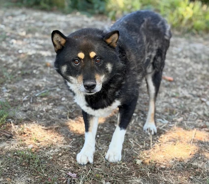 Rio, male 6yo Shiba Inu for adoption at SPA Compiègne, Compiègne
