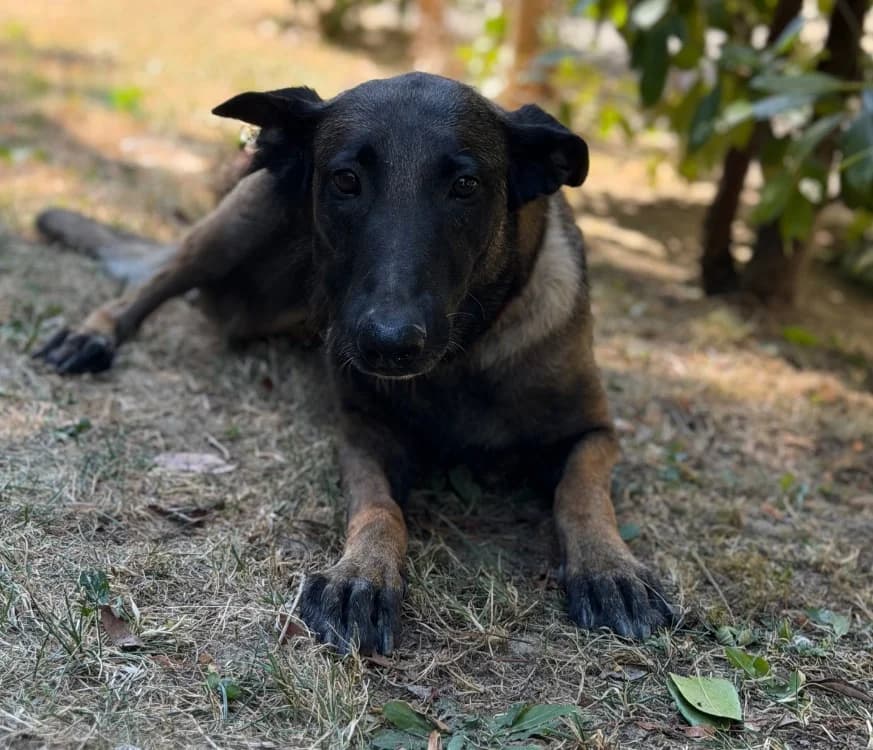 Saly, female 4yo Belgian Malinois for adoption at SPA Compiègne, Compiègne