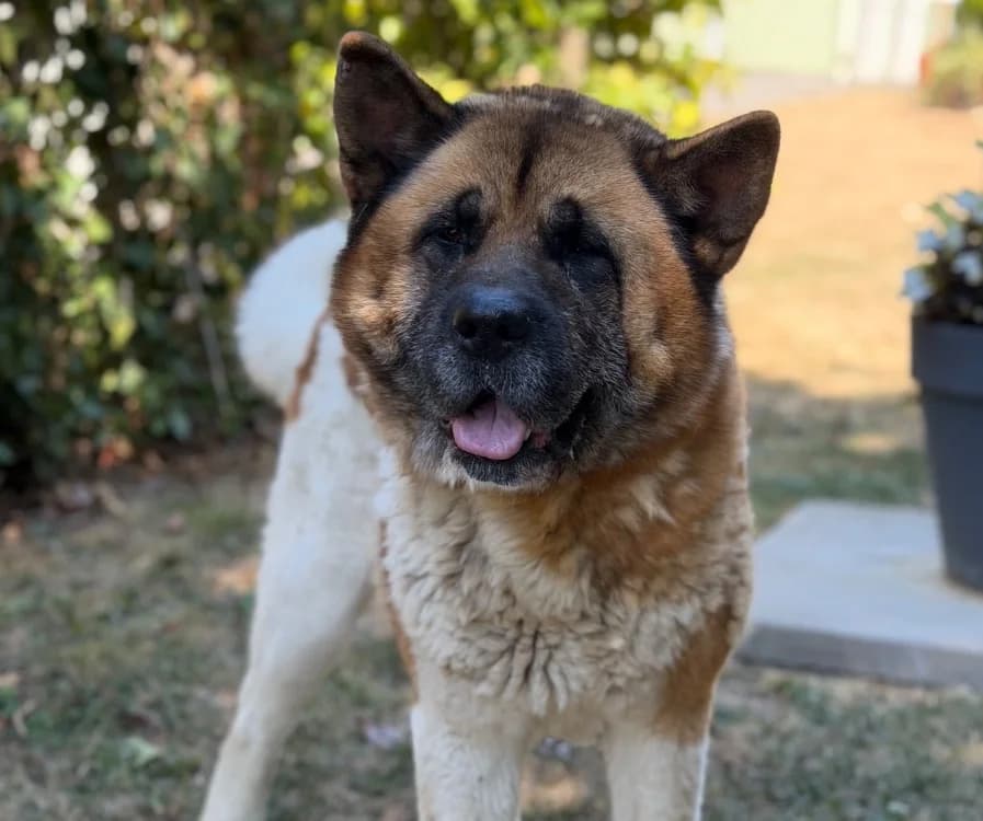 Sky, male 5yo Akita for adoption at SPA Compiègne, Compiègne