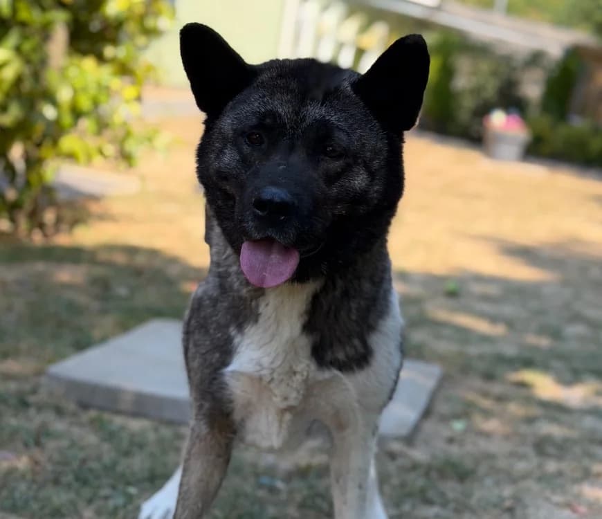 Betti, female 6yo Akita for adoption at SPA Compiègne, Compiègne