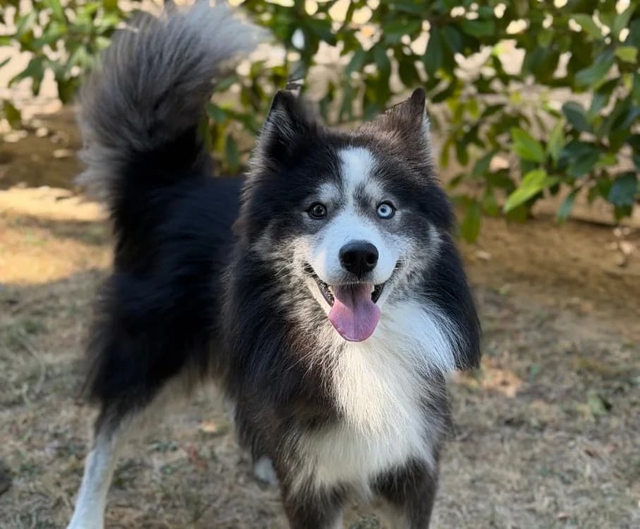 Baloo, male 7yo Samoyed for adoption at SPA Compiègne, Compiègne