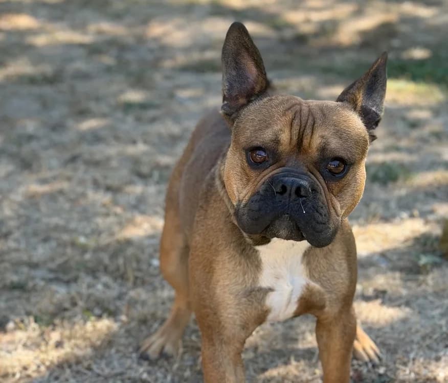 Bistro, male 3yo French Bulldog for adoption at SPA Compiègne, Compiègne