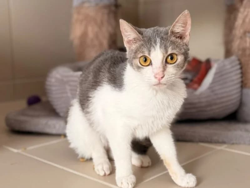 Lina, female young Mixed Breed for adoption at SPA Compiègne, Compiègne