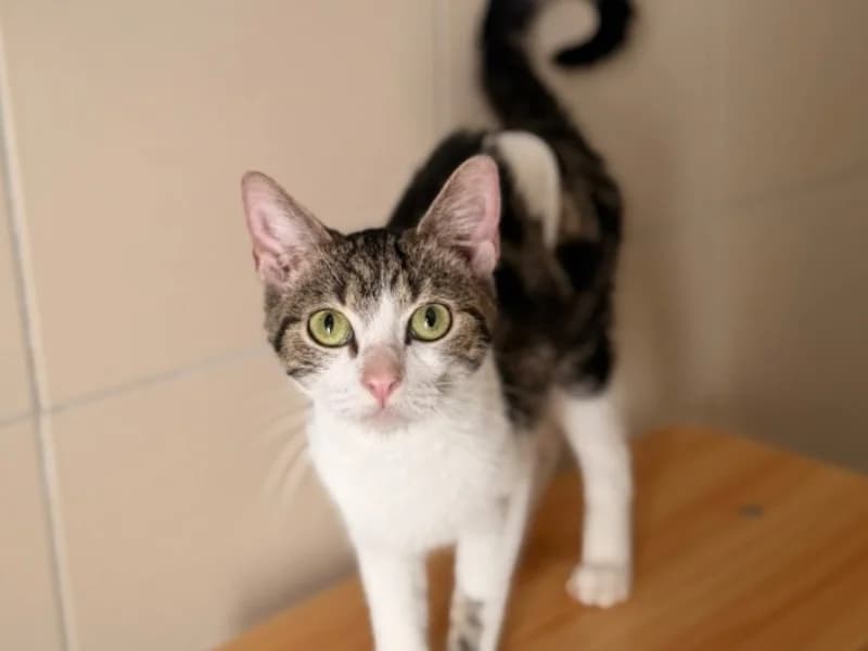 Opaline, female 3yo Mixed Breed for adoption at SPA Compiègne, Compiègne