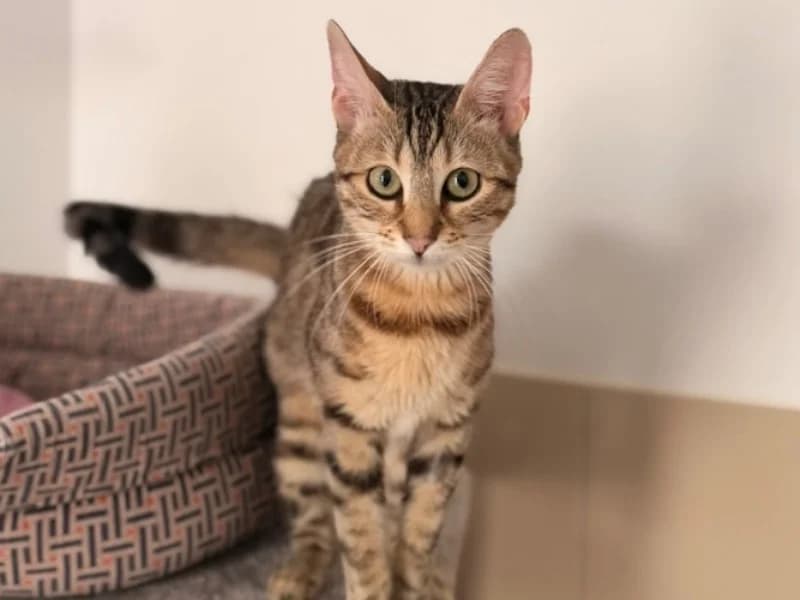 Moufette, female 3yo Mixed Breed for adoption at SPA Compiègne, Compiègne