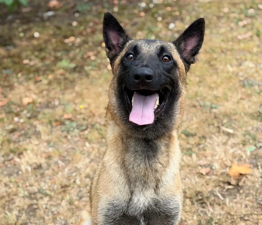 Babette, female Belgian Malinois for adoption at SPA Compiègne, Compiègne