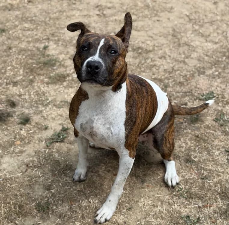 Vénus, female young Staffordshire Bull Terrier for adoption at SPA Compiègne, Compiègne