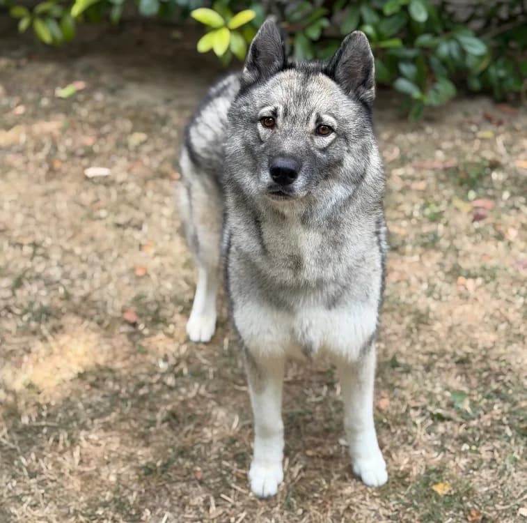 Souky, female 4yo Husky for adoption at SPA Compiègne, Compiègne