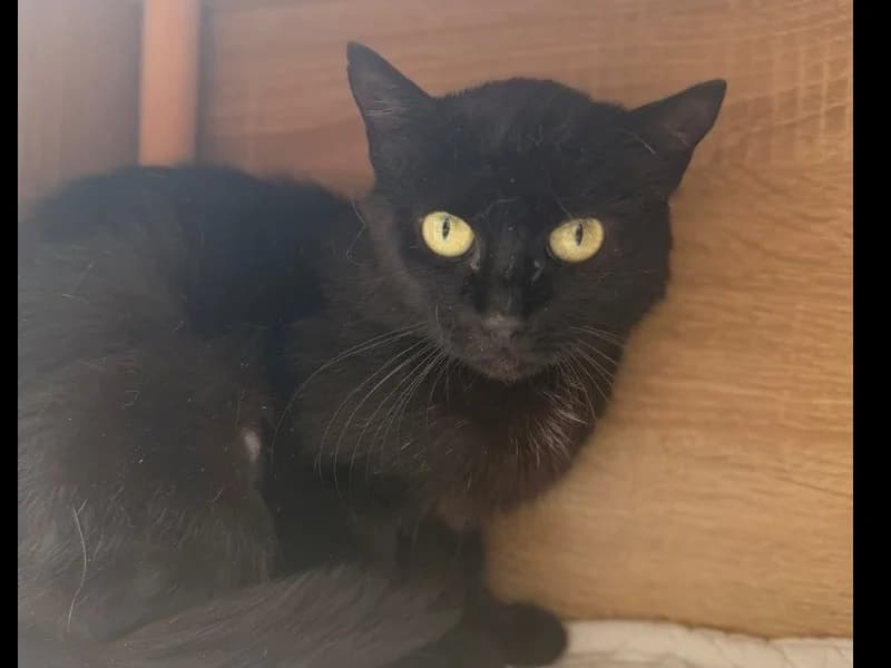 Mary, female 6yo Mixed Breed for adoption at SPA Compiègne, Compiègne