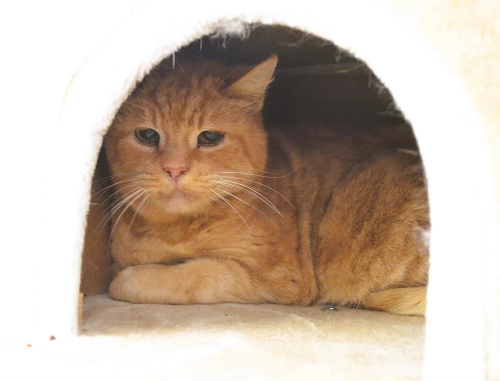 Solo, male senior Mixed Breed for adoption at SPA Compiègne, Compiègne
