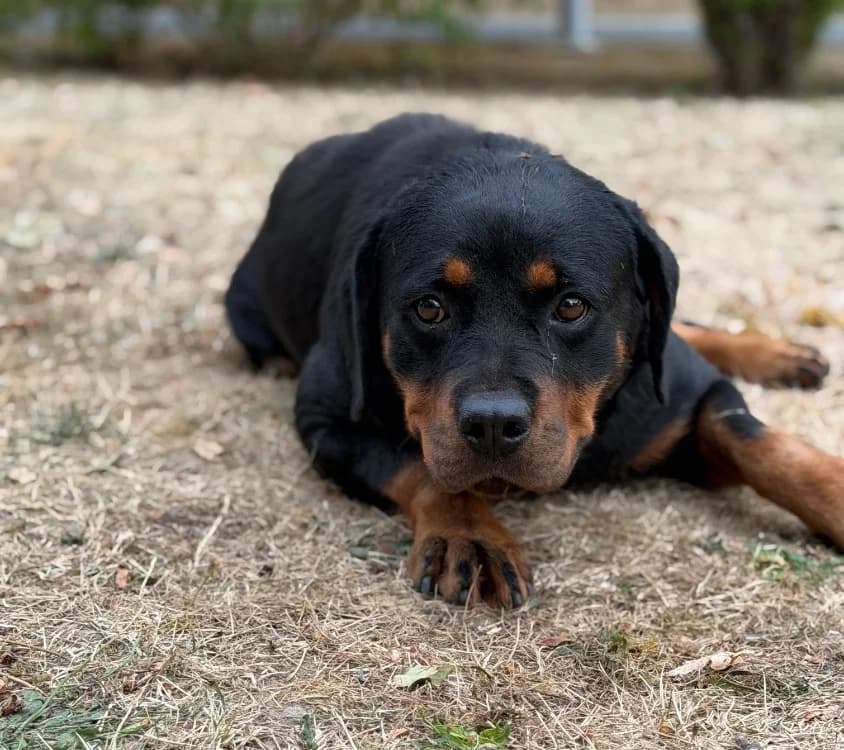 Tiara, female 4yo Rottweiler for adoption at SPA Compiègne, Compiègne