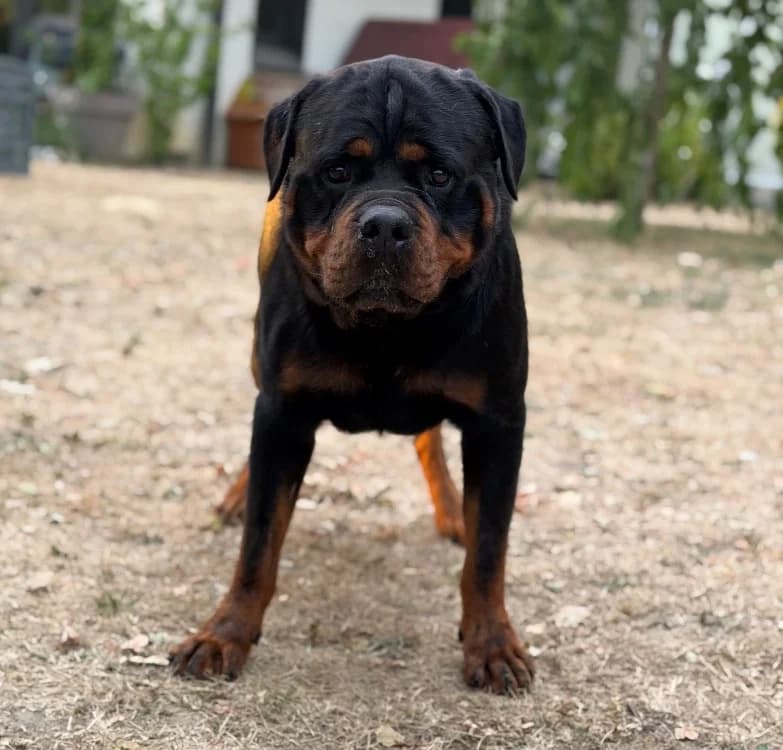 Ryan, male 6yo Rottweiler for adoption at SPA Compiègne, Compiègne