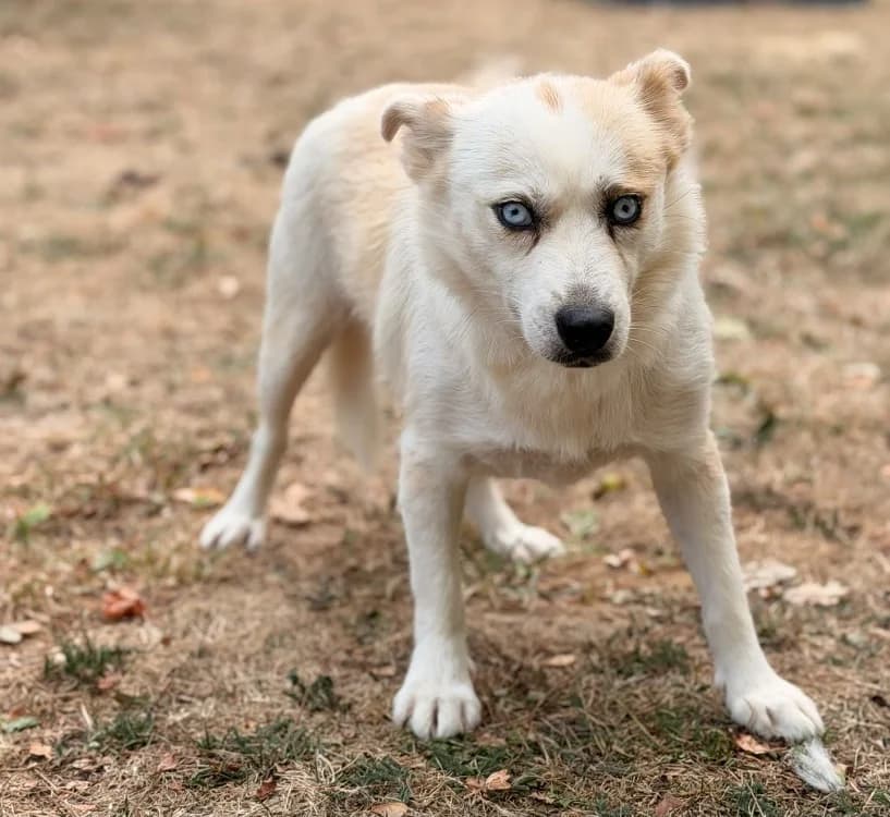 Mika, female 3yo Husky for adoption at SPA Compiègne, Compiègne