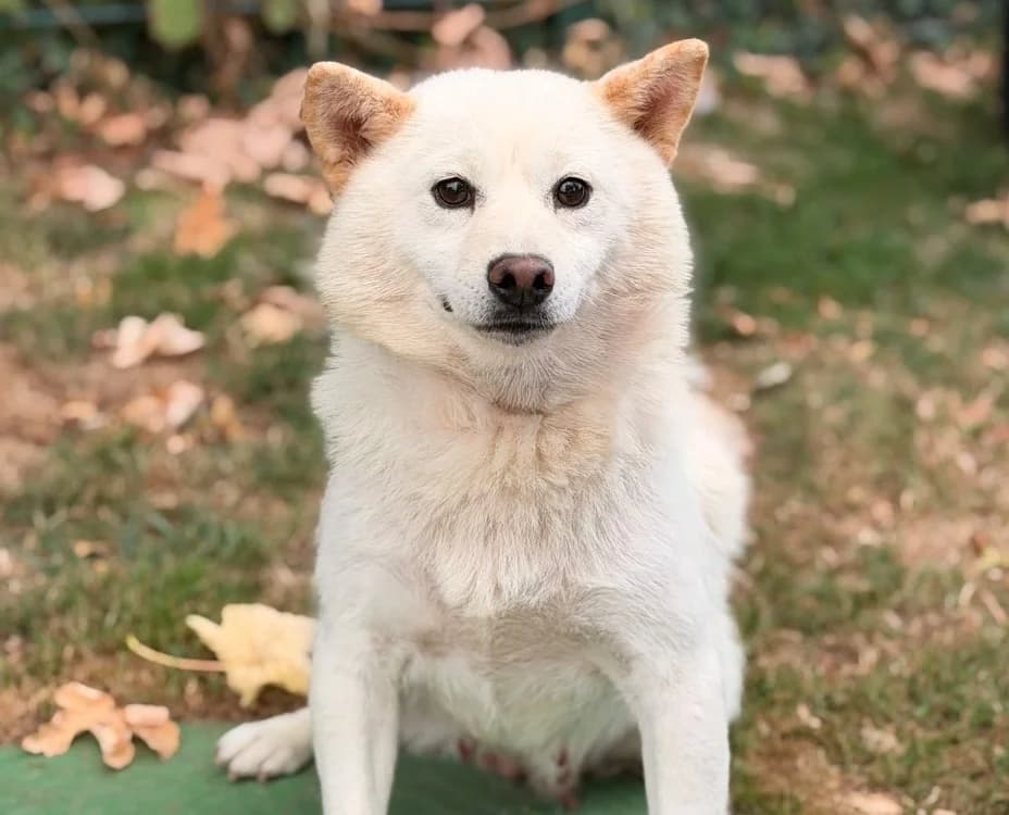 Tazette, female 3yo Shiba Inu for adoption at SPA Compiègne, Compiègne
