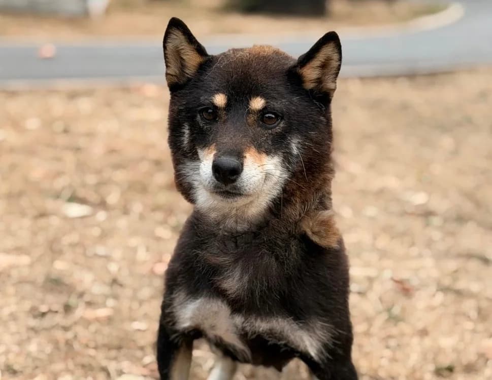 Starly, female 4yo Shiba Inu for adoption at SPA Compiègne, Compiègne