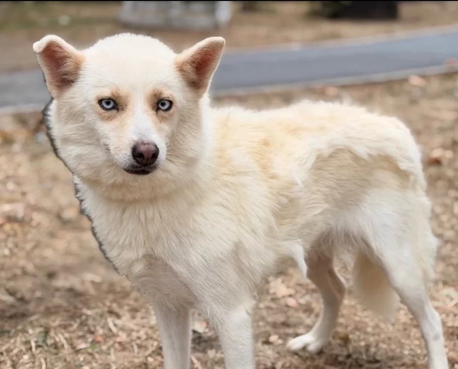 Livia, female 3yo Husky for adoption at SPA Compiègne, Compiègne