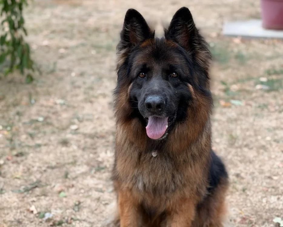 Thorkan, male 4yo German Shepherd for adoption at SPA Compiègne, Compiègne