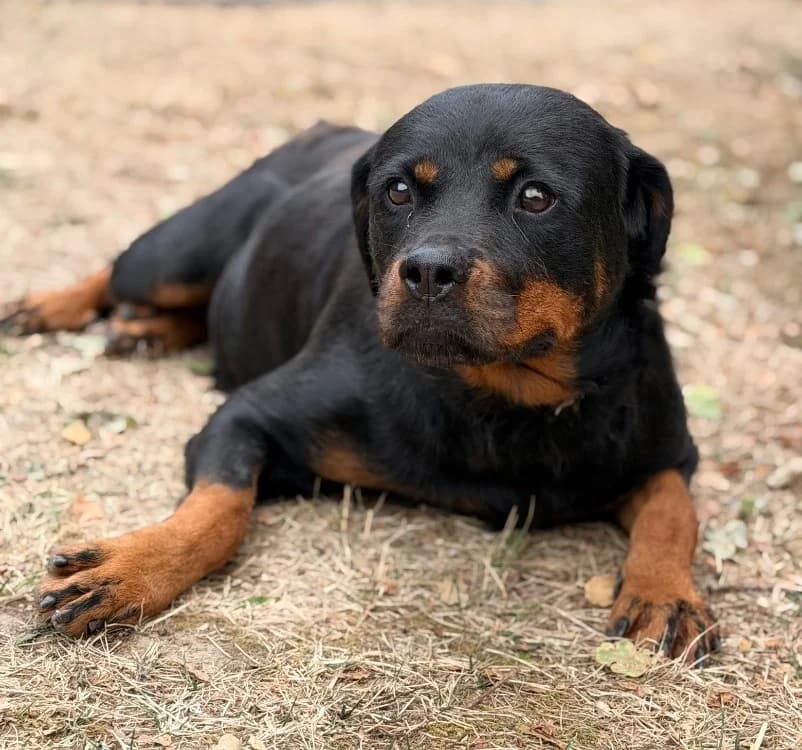 Sheyenne, female 5yo Rottweiler for adoption at SPA Compiègne, Compiègne