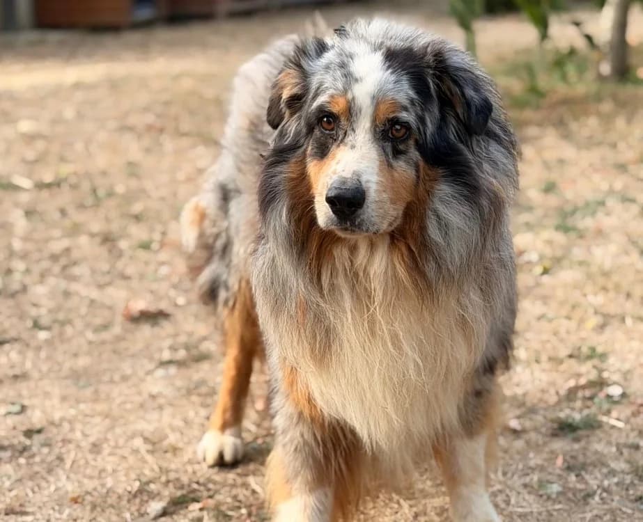 Stan, male 5yo Australian Shepherd for adoption at SPA Compiègne, Compiègne