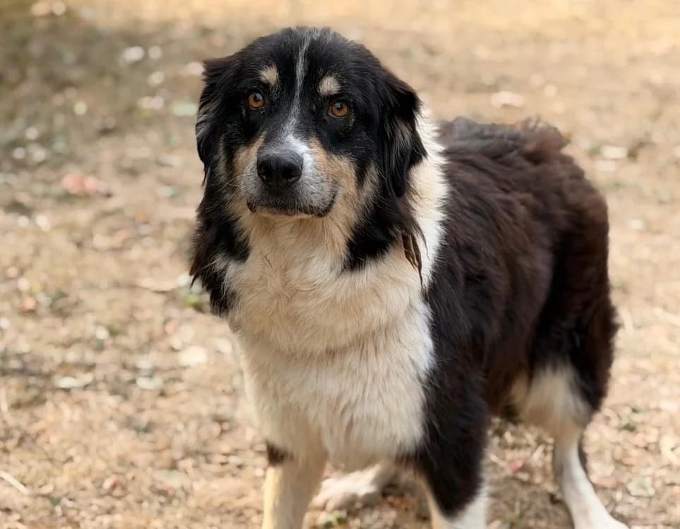 Texas, female 3yo Australian Shepherd for adoption at SPA Compiègne, Compiègne