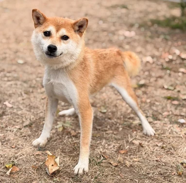 Valkyria, female young Shiba Inu for adoption at SPA Compiègne, Compiègne