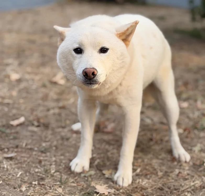 Rex, male young Shiba Inu for adoption at SPA Compiègne, Compiègne