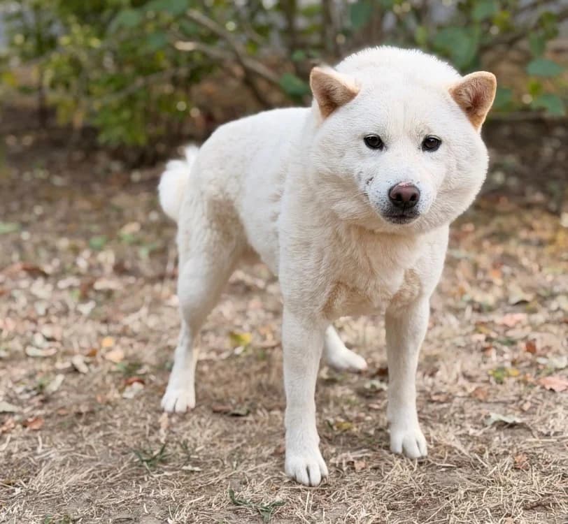Polaire, male young Shiba Inu for adoption at SPA Compiègne, Compiègne