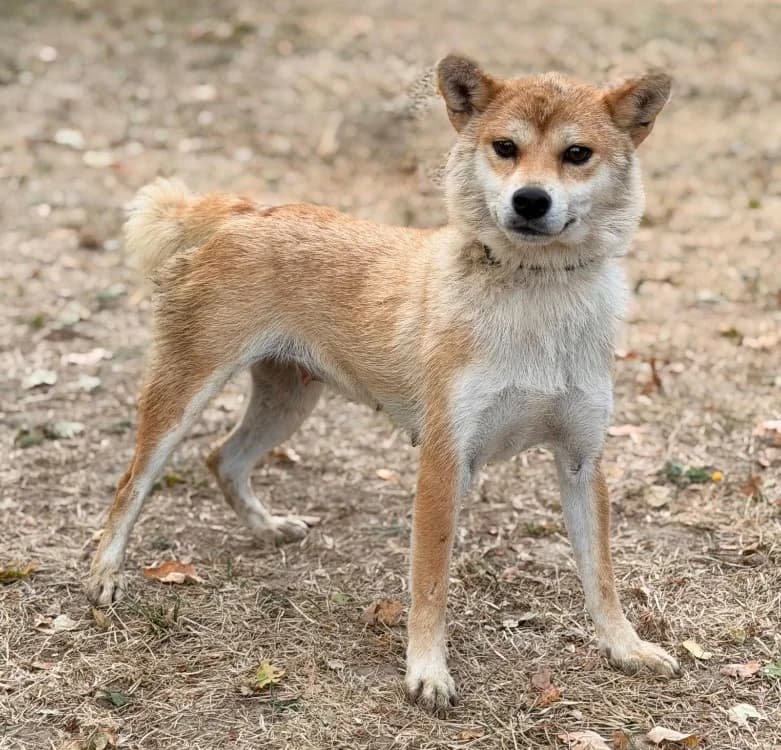 Varkena, female young Shiba Inu for adoption at SPA Compiègne, Compiègne