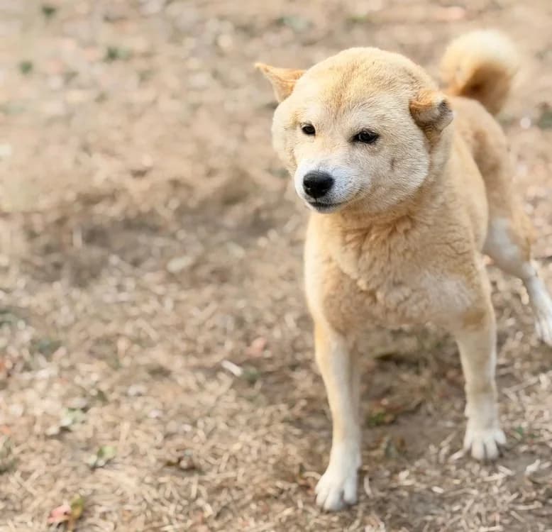 Nikita, female 4yo Shiba Inu for adoption at SPA Compiègne, Compiègne