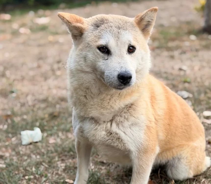Gloria, female 5yo Shiba Inu for adoption at SPA Compiègne, Compiègne