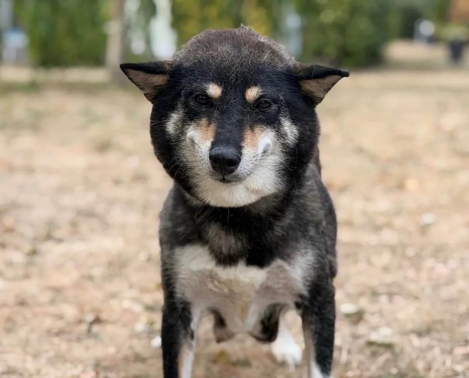 Noirode, female 5yo Shiba Inu for adoption at SPA Compiègne, Compiègne