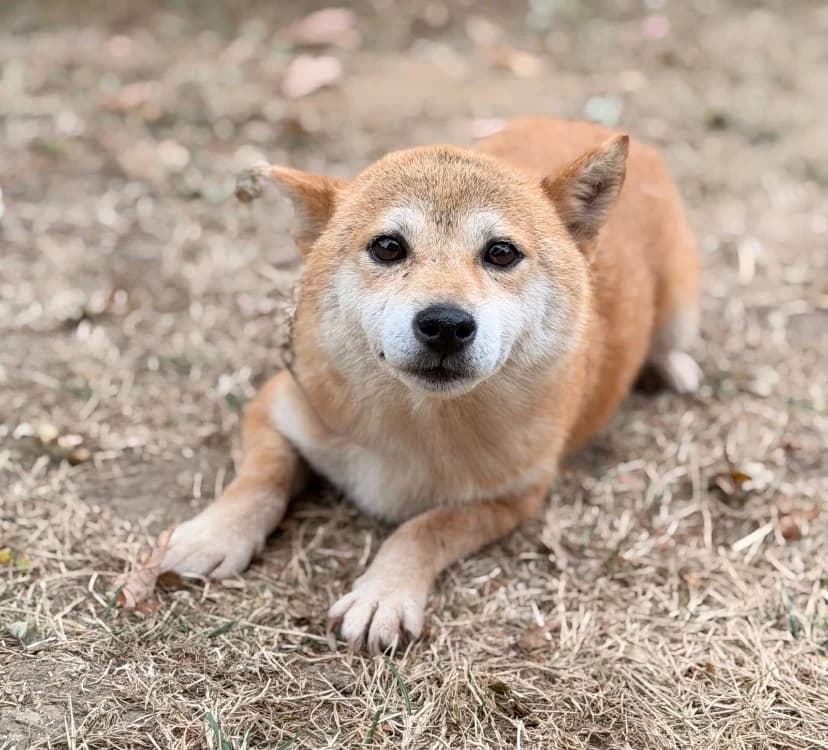 Orka, female 7yo Shiba Inu for adoption at SPA Compiègne, Compiègne