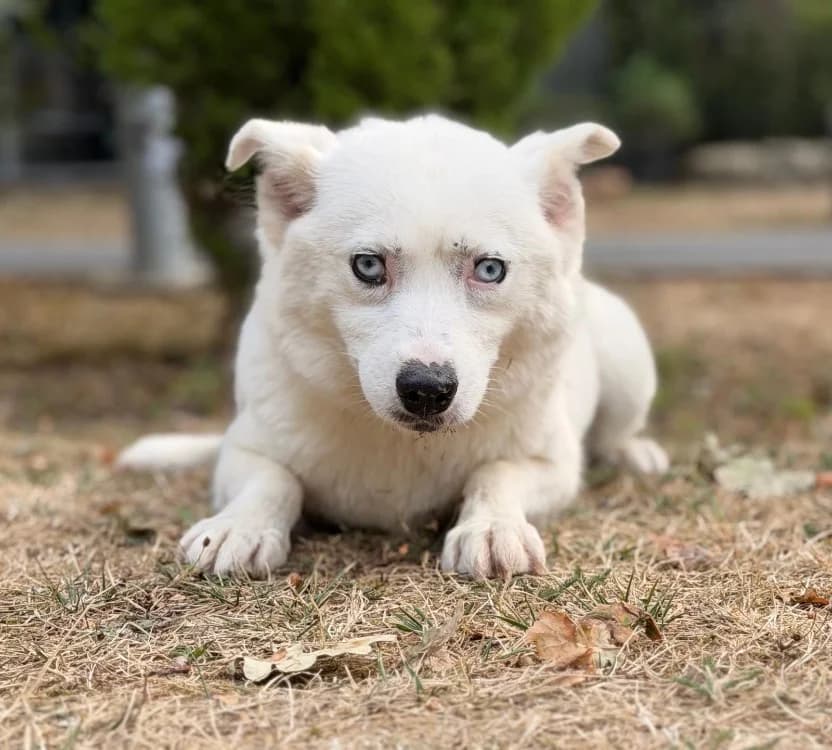 Pinacolata, female 3yo Husky for adoption at SPA Compiègne, Compiègne