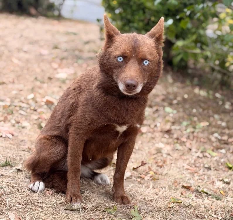 Zia, female 5yo Husky for adoption at SPA Compiègne, Compiègne